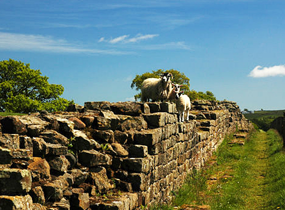 Sheep on Hadrian's Wall on the farm